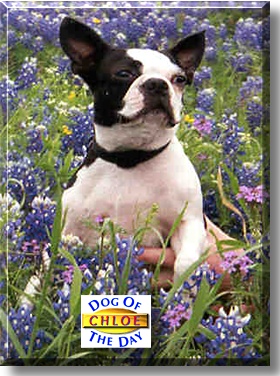 Chloe, the Dog of the Day