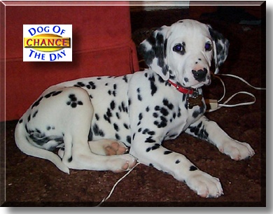 Chance, the Dog of the Day