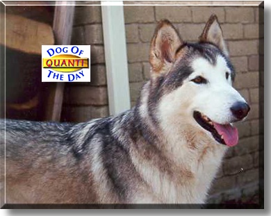Quanti, the Dog of the Day