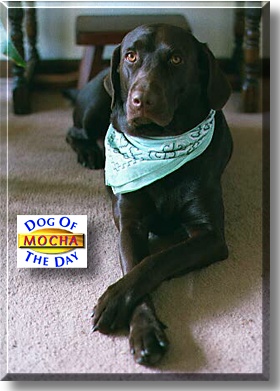 Mocha, the Dog of the Day