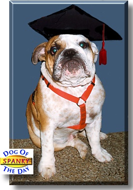 Spanky, the Dog of the Day