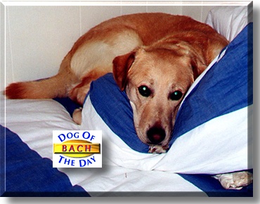 Bach, the Dog of the Day