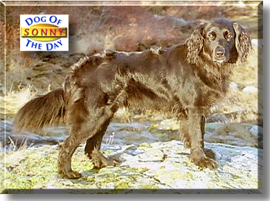 Sonny, the Dog of the Day