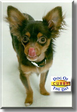 Cubby, the Dog of the Day