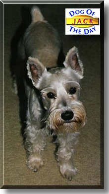 Jack, the Dog of the Day