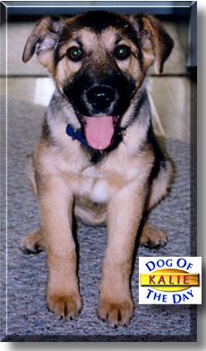 Kalie, the Dog of the Day