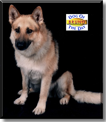 Bruno, the Dog of the Day
