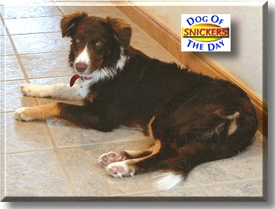 Snickers, the Dog of the Day