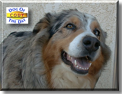 Cody, the Dog of the Day