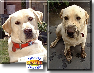 Charlie, the Dog of the Day