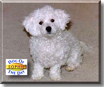 Sophie, the Dog of the Day