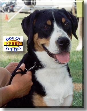 Kerby, the Dog of the Day