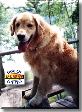 Murray, the Dog of the Day