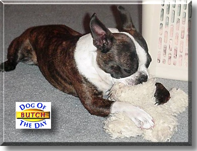 Butch, the Dog of the Day