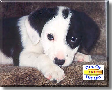 Jake, the Dog of the Day