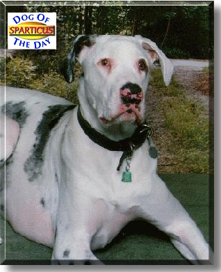 Sparticus, the Dog of the Day