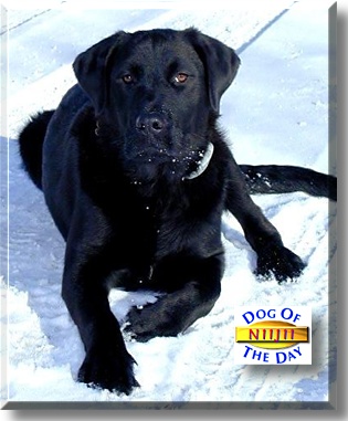 Niijii, the Dog of the Day