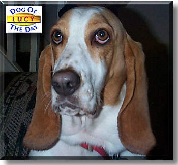 Lucy, the Dog of the Day