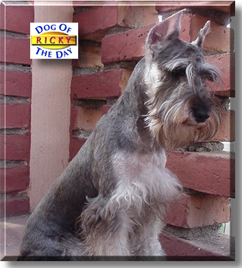 Ricky, the Dog of the Day