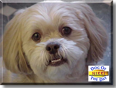 Nikki, the Dog of the Day