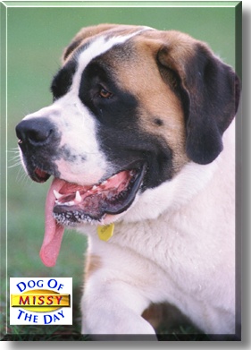 Missy, the Dog of the Day