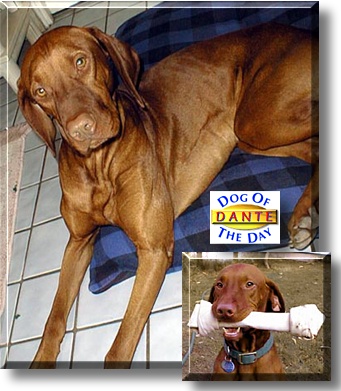 Dante, the Dog of the Day