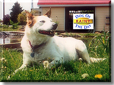 Rainy, the Dog of the Day