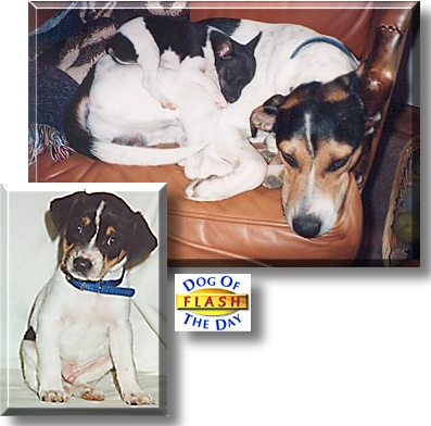 Flash, the Dog of the Day