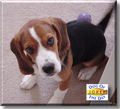 Joxer, the Dog of the Day