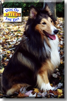 Miles, the Dog of the Day
