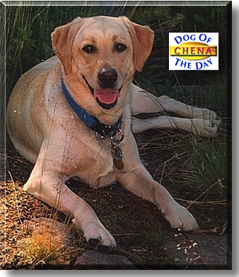 Chena, the Dog of the Day