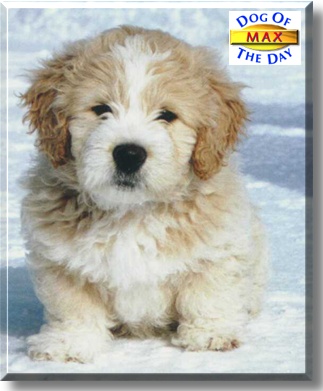 Maxwell, the Dog of the Day