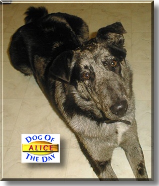 Alice, the Dog of the Day