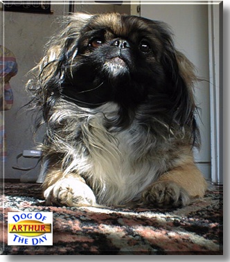 Arthur, the Dog of the Day
