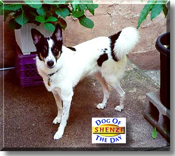 Shenzi, the Dog of the Day