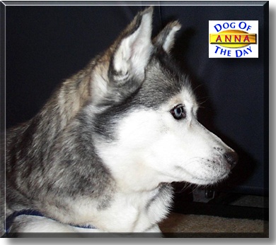 Anna, the Dog of the Day