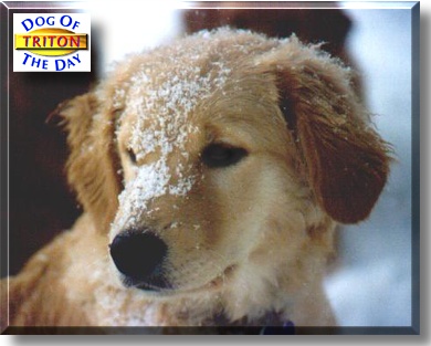 Triton, the Dog of the Day