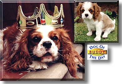 Buddy, the Dog of the Day