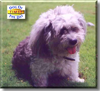 Timsy, the Dog of the Day