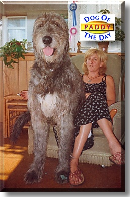 Paddy, the Dog of the Day
