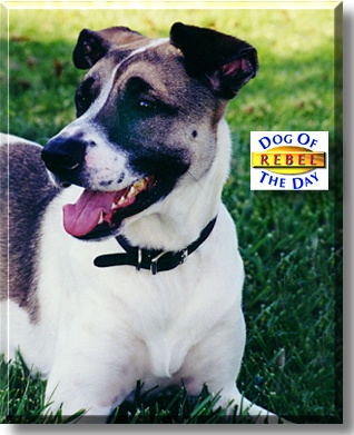 Rebel, the Dog of the Day