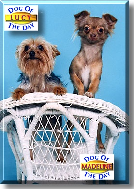 Lucy and Madeline, the Dog of the Day
