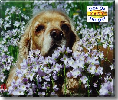 Kady, the Dog of the Day