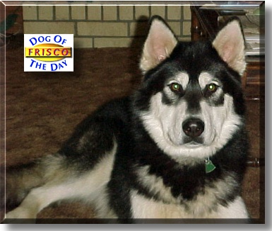 Frisco, the Dog of the Day