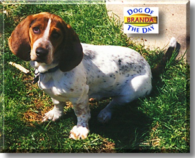 Branda Leigh, the Dog of the Day