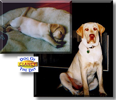 Clancy, the Dog of the Day