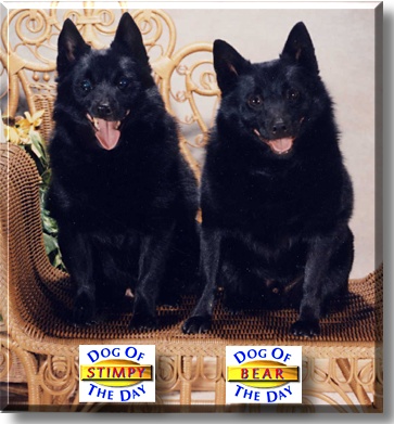 Stimpy and Bear, the Dog of the Day