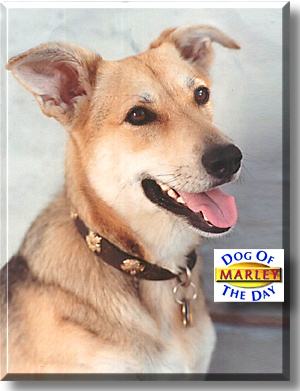 Marley, the Dog of the Day