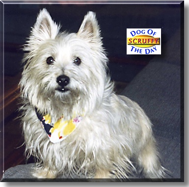 Scruffy, the Dog of the Day