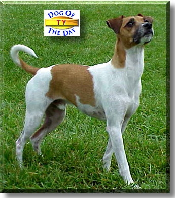 Ty, the Dog of the Day